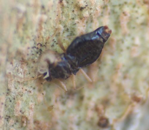 Corythucha ciliata